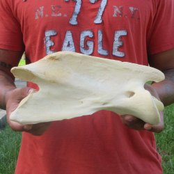 10-1/2" Giraffe Neck Vertebra Bone