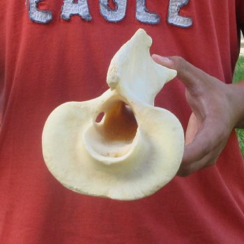 10-1/2" Giraffe Neck Vertebra Bone