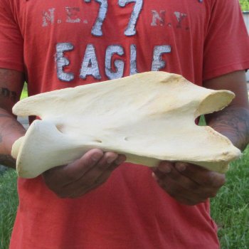10-1/2" Giraffe Neck Vertebra Bone