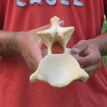 10-1/2" Giraffe Neck Vertebra Bone