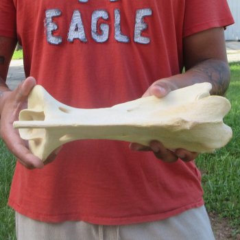 10-1/2" Giraffe Neck Vertebra Bone