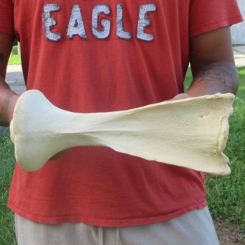 10-1/2" Giraffe Neck Vertebra Bone