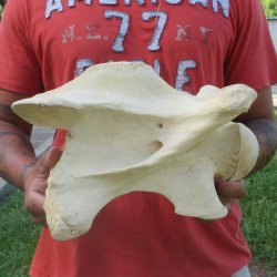12-1/2" Giraffe Neck Vertebra Bone