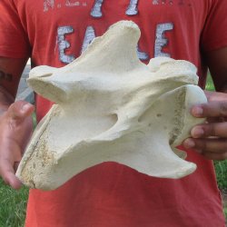 10" Giraffe Neck Vertebra Bone