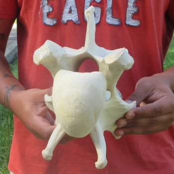 10" Giraffe Neck Vertebra Bone
