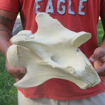 10" Giraffe Neck Vertebra Bone