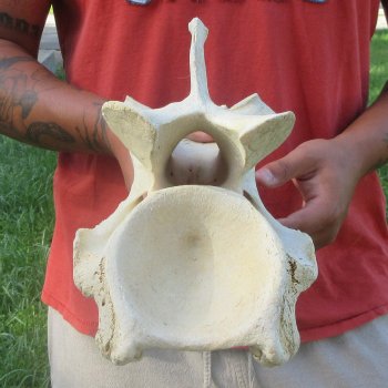 10" Giraffe Neck Vertebra Bone
