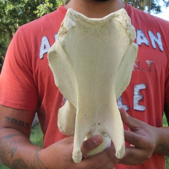 10" Giraffe Neck Vertebra Bone