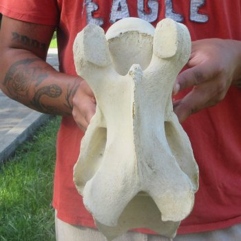 10" Giraffe Neck Vertebra Bone