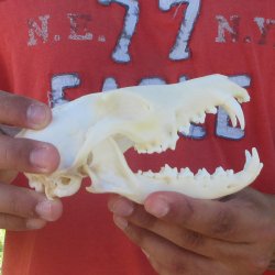 6" Red Fox Skull