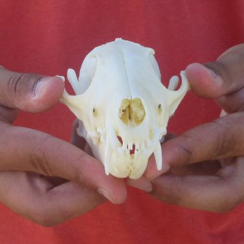 6" Red Fox Skull 