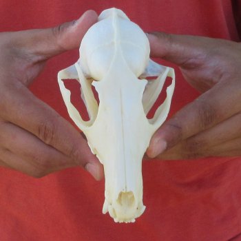 6" Red Fox Skull 