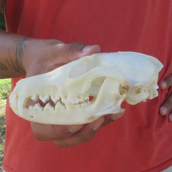 6" Red Fox Skull 