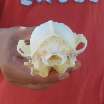 6" Red Fox Skull 