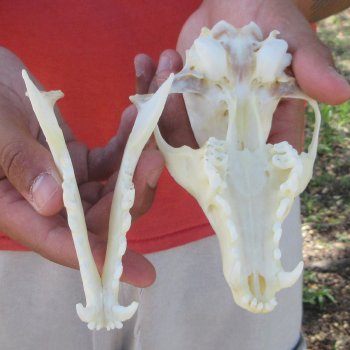 6" Red Fox Skull 