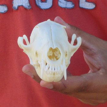 6" Red Fox Skull 
