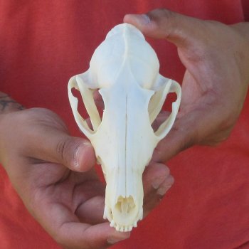 6" Red Fox Skull 