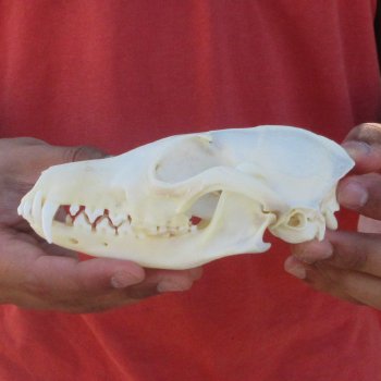 6" Red Fox Skull 