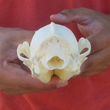 6" Red Fox Skull 