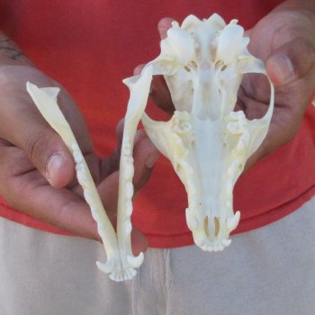 6" Red Fox Skull 
