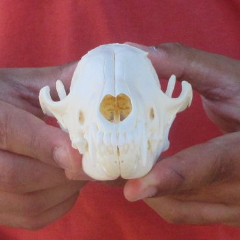 5-1/2" Red Fox Skull 