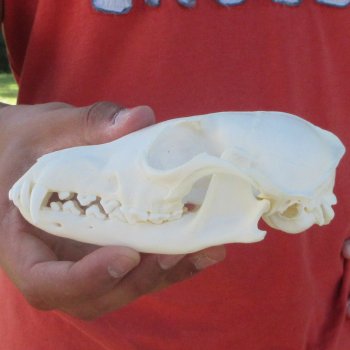 5-1/2" Red Fox Skull 