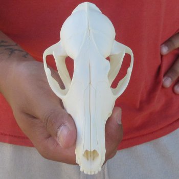 5-1/2" Red Fox Skull 