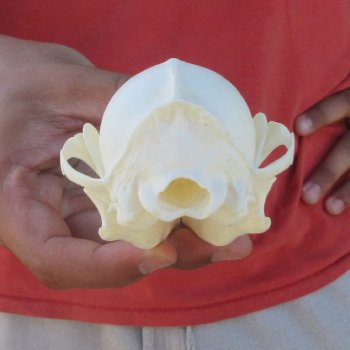5-1/2" Red Fox Skull 
