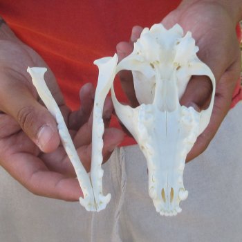 5-1/2" Red Fox Skull 
