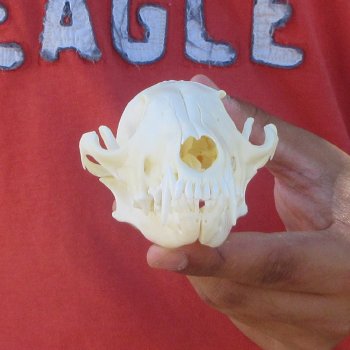 5-3/4" Red Fox Skull 