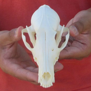 5-3/4" Red Fox Skull 