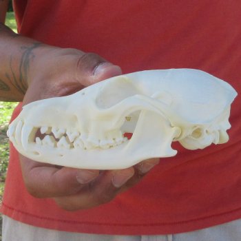 5-3/4" Red Fox Skull 