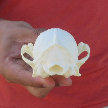 5-3/4" Red Fox Skull 