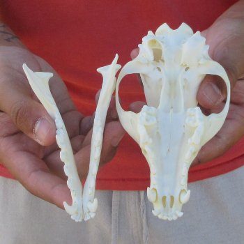 5-3/4" Red Fox Skull 