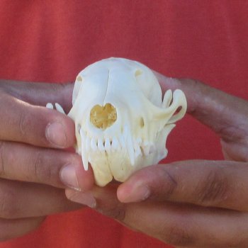 5-1/4" Red Fox Skull 