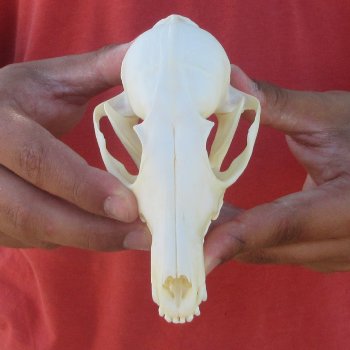 5-1/4" Red Fox Skull 