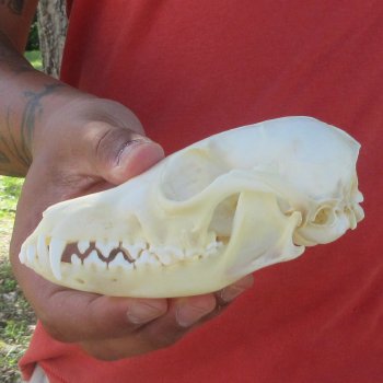 5-1/4" Red Fox Skull 