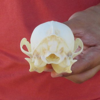 5-1/4" Red Fox Skull 