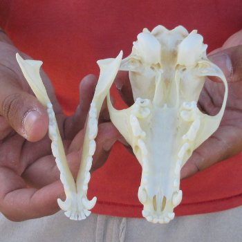 5-1/4" Red Fox Skull 
