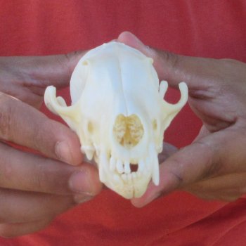 5-1/2" Red Fox Skull 