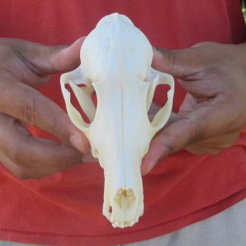 5-1/2" Red Fox Skull 