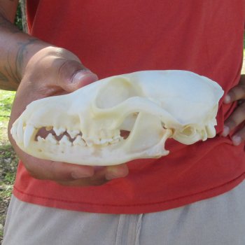 5-1/2" Red Fox Skull 
