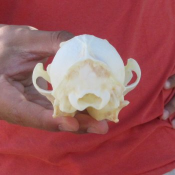 5-1/2" Red Fox Skull 