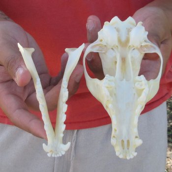 5-1/2" Red Fox Skull 