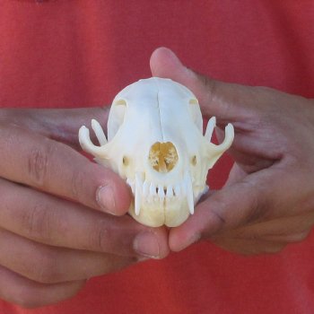 5-1/2" Red Fox Skull 