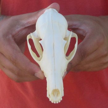 5-1/2" Red Fox Skull 