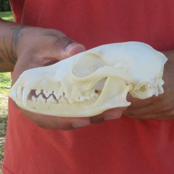5-1/2" Red Fox Skull 