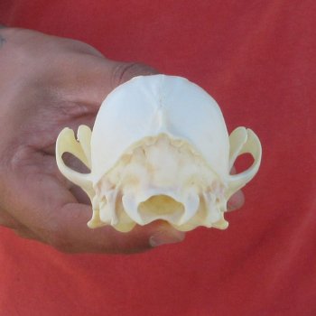 5-1/2" Red Fox Skull 