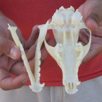 5-1/2" Red Fox Skull 