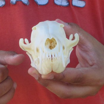 5-3/4" Red Fox Skull 
